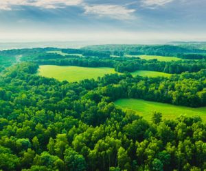 Drone photography. Ecosystem. Biodiversity