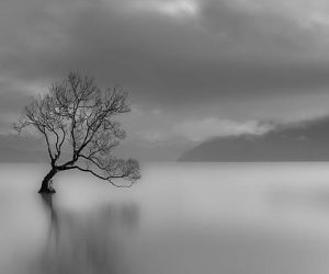 Long exposure capture of lone tree, Lake Wanaka, New Zealand (black and white).